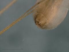 Pholcus opilionoides