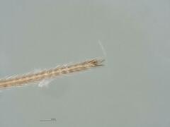 Pholcus opilionoides