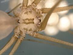 Pholcus opilionoides