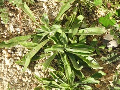 Plantago lagopus