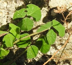 Medicago arabica