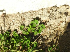 Medicago arabica