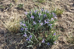 Iris lactea biglumis