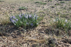 Iris lactea biglumis