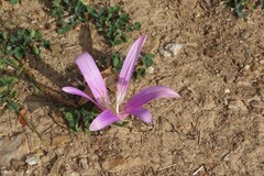 Colchicum montanum