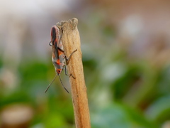 Caenocoris nerii