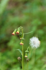 Crassocephalum crepidioides