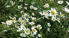 Tripleurospermum inodorum
