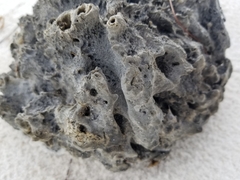 Porifera