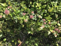 Dasispermum suffruticosum