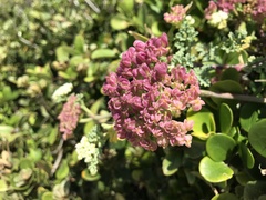 Dasispermum suffruticosum