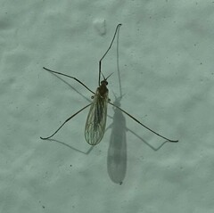 Chioneinae