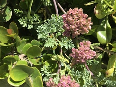 Dasispermum suffruticosum