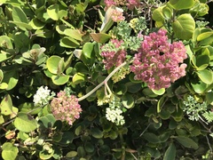 Dasispermum suffruticosum