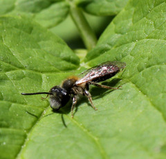 Andrena