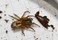 Amaurobius