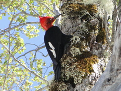 Campephilus magellanicus
