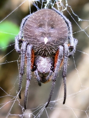 Eriophora fuliginea