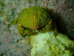 Dromidia aegibotus