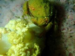 Dromidia aegibotus
