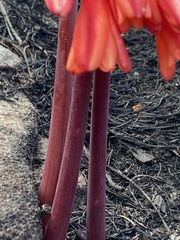 Cyrtanthus ventricosus