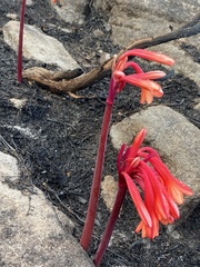 Cyrtanthus ventricosus