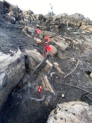 Cyrtanthus ventricosus