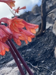 Cyrtanthus ventricosus