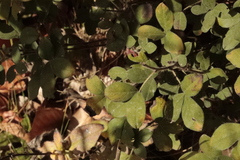 Chamaecytisus hirsutus