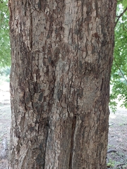 Diospyros mespiliformis
