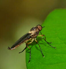 Chiromyzinae