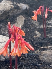 Cyrtanthus ventricosus