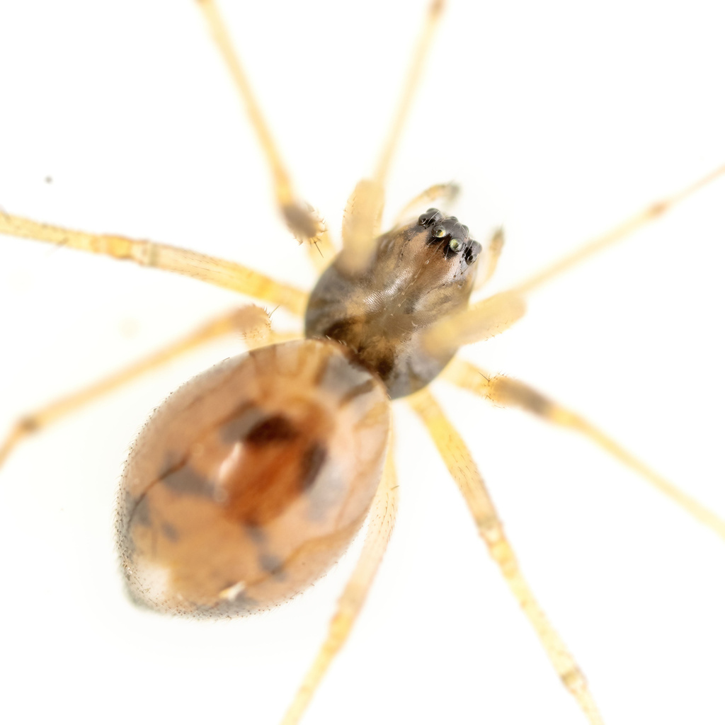 Bog Sheet-web Weaver