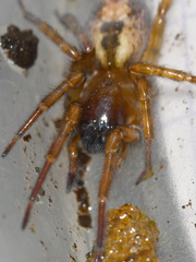 Amaurobius