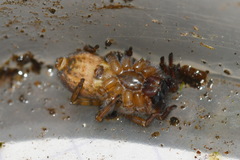 Amaurobius