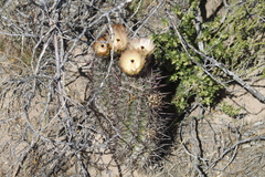 Austrocactus bertinii