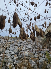 Sesbania vesicaria