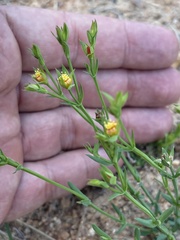 Hypericum lalandii