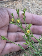 Hypericum lalandii