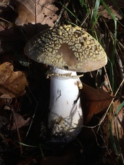 Amanita franchetii