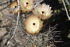 Austrocactus bertinii