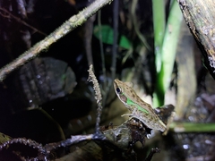 Chalcorana megalonesa