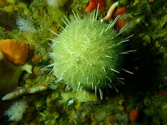 Echinus gilchristi