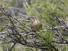 Upucerthia dumetaria