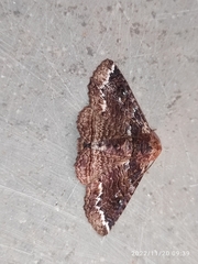 Pericyma cruegeri