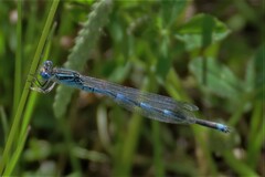 Erythromma lindenii