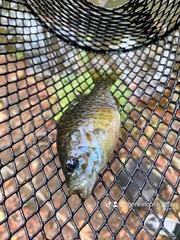 Lepomis macrochirus × cyanellus