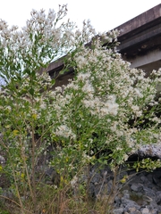 Baccharis halimifolia