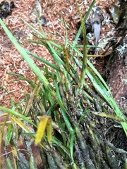Epidendreae
