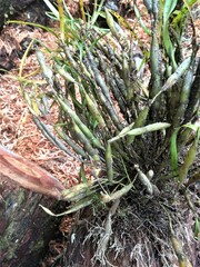 Epidendreae